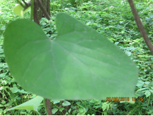 IMG 3305.JPG