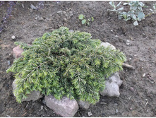 ����� ��������� ����