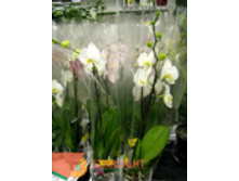 ���������� �1 (70) 595.00