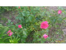 P 20160619 203016 1 p.jpg