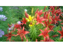 ����� �������