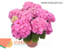 ��������� ������ (40) 895.00