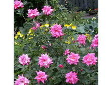 Rosa (����) De Montarville C5 - 4,4