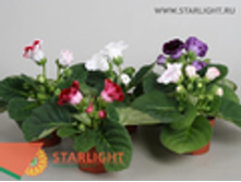 ��������� (20) 455.00