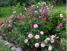 DSC 1801.JPG