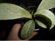 Carnosa "Grey Ghost"