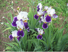 ���� ���������� ����� 100