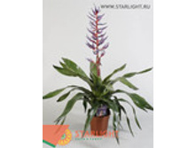 ����� ��� ���� (70) 995.00