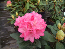 Rhododendron (���-�) hubr. Krolova Bona / Royal Candy = 13,15