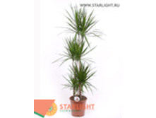 ������� ��������� (170) 4 995.00