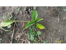 P 20160623 192302 1 p.jpg