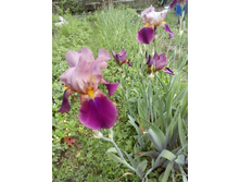 IMG 20160611 132044.jpg