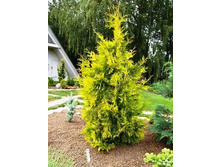 Thuja (���) occidentalis Yellow Ribbon - 3,86