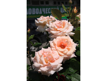 Rosa (����) Anna Fendi C5 - 12,27