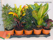 ����� ���� (35) 255.00