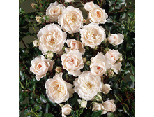 Rosa (����) Cheek to Cheek C5 - 7,31