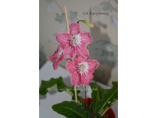 UA ��������