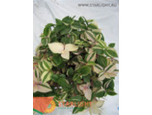 ������������ ����������� (20) 355.00