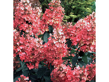 Hydrangea (���������) pan. Pink Diamond P19/C3 40-50 CM - 5,9