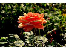 Rosa (����) About Face / Pride of Cheshire �5 - 12,95