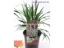 ������� (25) 380.00