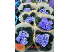 �������� ������ (20) 195.00