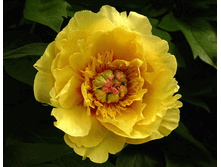 Yellow Waterlily - 34,58