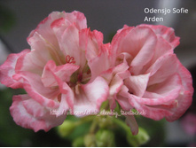 Odensjö Sofie Arden