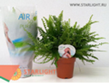 ���������� ���� ���� (40) 195.00