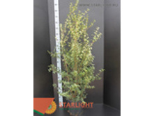 �������� �������� (170) 3 700.00