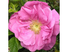 Rosa (����) Charles Albanel C5 - 4,4