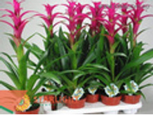 �������� ������ (60) 695.00