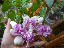 ������ ��� ���� -���� �����