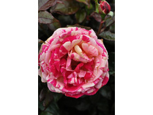 Rosa (����) Broceliande C5 - 9,04