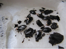 ������ ������������ ���� �������!)