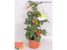 ������������ ����� ����� (50) 695.00