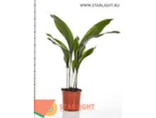 ���������� ������� (80) 1 995.00