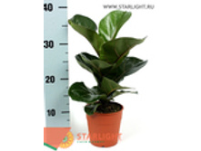 ����� ������� (35) 355.00