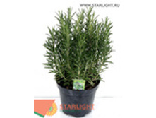 �������� (35) 255.00