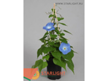 ������ ��������� (60) 595.00