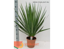 ������� (100) 2 995.00