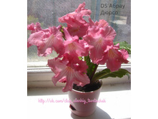 DS ����� �����