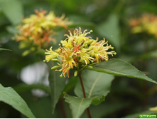 Diervilla (��������) sessilifolia Butterfly - 3,86