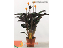 ������� ������� ������� (55) 755.00