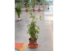 ������� ��������� (100) 5 500.00