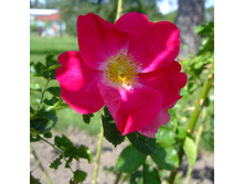 Rosa (����) William Booth C5 - 4,4