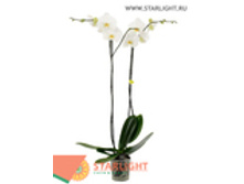 ���������� (100) 1 995.00