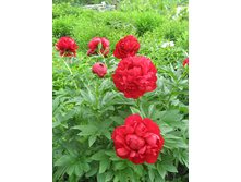 ����� �������