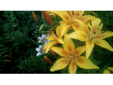 ����� ������