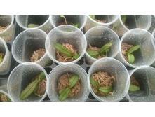 P.stuartiana v.nobilis ������ �� �������